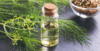 Fennel Essential Oil
