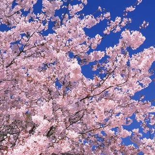 Japanese Cherry Blossom Fragrance Oil*